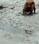 Dog Biffs It and Gets Right Back Up!