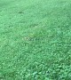 Deer Plays Frisbee With German Shepherd