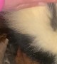 Released Skunk Returns to Rehab