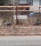 Wild Turkeys Roam the Streets of Downtown Loveland