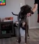Great Dane Gets His Favorite Human