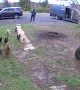 Delivery Driver Confronted by Chicken Army