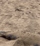 Sea Lion Paddling in the Sand
