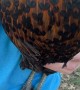 Chicken Has Hearts Pattern On Chest Feathers
