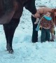 Horse Picks Up Toddler Looking for Treats