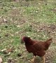 Chickens Wanted to Play Fetch Too!