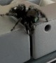 Jumping Spider Scares Me