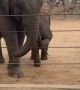 Baby Elephant Has an Itch