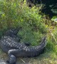 Chirpy Baby Gator Climbs on Mama’s Back