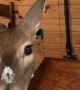Deer Demands a Bite of Dinner