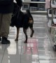Dog Happily Prances Through Store