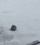Squirrel Searches for Food Stashes Under Fresh Snow