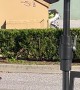 Dumpster Diver Spotted in Saint Petersburg, Florida