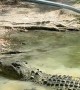 Feeding A Large Crocodile