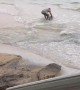 Man Saving a Beached Baby Dolphin While on Holiday
