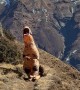 T-Rex Takes on the Himalayas