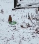 Smart Puppy Teaches Herself Snow Sledding