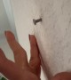 Nail Bouncing Out of Wall