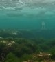 Underwater Footage of Freshwater Snow Falling on Top of Cold Seawater