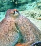 Curious Octopus Bumps Into Camera