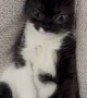Kitten Falls Between Couch Cushions