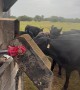 Mass Feeding Cattle In One Long Line
