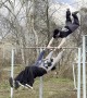 Three Person "Helicopter" on Horizontal Bar