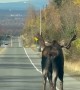 Alaskan Morning Moose Commute