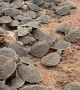 Releasing Baby Turtles After Annual Count for Conservation