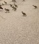 Geese Crossing