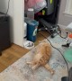 Orange Cat Withering Away by Automatic Feeder