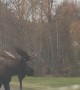 Alaskan Bull Moose Crosses Busy Road