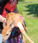 Fawn Rescued From Inside Pool Fence