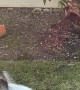 Funny Little Dog Pooping in a Windstorm