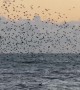 Murmuration of Starlings Above the Sea in Brighton