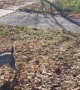 Heeler Rounds Up Fallen Leaves