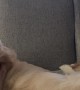 Playful Golden Falls Off Chair Onto Sleeping Husky