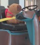 Stuffed Capybara With A Backpack Drives Cleaning Cart