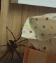 Huntsman Spiders Have Family Reunion