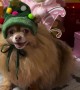 Pomeranian Playing Piano for Christmas