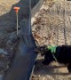 Australian Shepherd Helps Take Down Silt Fence