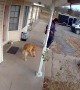 Delivery Driver Plays With Golden Retriever