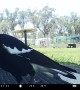 Magpie Perfectly Imitates Horse