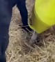 Basket Stuck on Baby Pony's Head