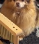 Pomeranian Plays Peaceful Chimes