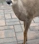 Mama Deer Brings Her Child for a Visit