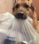 Helpful German Shepherd Brings Trash Downstairs