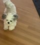 Dog Dances To Goodbye Song