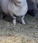 This Sheep Has Something to Say
