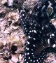 Curious Octopus